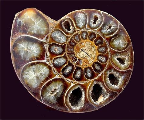 Tywkiwdbi Tai Wiki Widbee How Ammonites Got Their Name