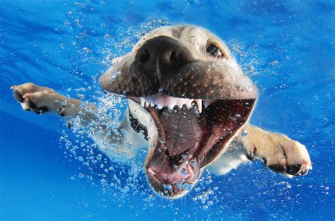 Dive Into These Photos Of Crazy Cute Puppies Underwater