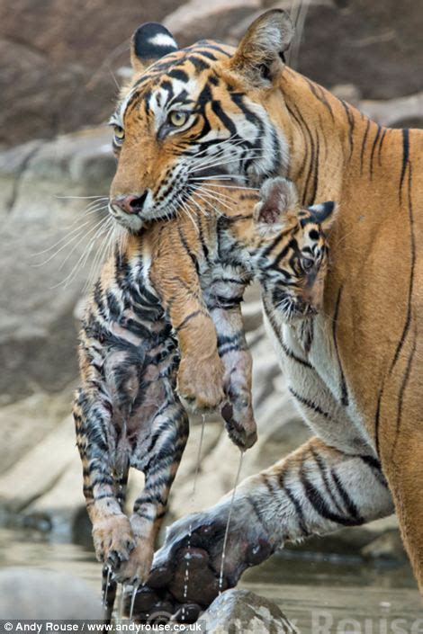 There was tension at the spot after villagers had a. A hot day in India and what you call a REAL Tiger Mum: Two ...