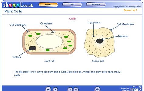 Plant Cell Diagram Plastids Structure Functions And Diagram