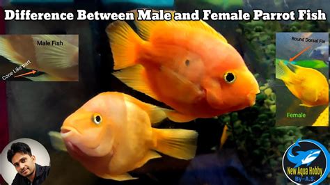 Difference Between Male And Female Parrot Fish Youtube
