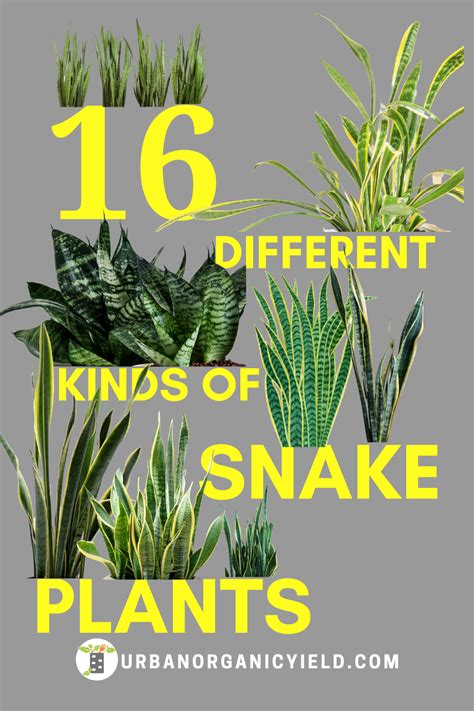 Brown tree snakes are the different types of snakes, which are native to indonesia, australia, papua new guinea. Sansevieria (Snake Plant) Varieties to Grow in Your Home ...