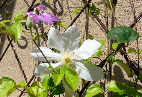 Hummers Delight Clematis Henryi