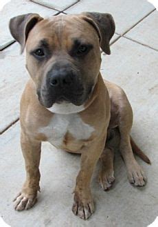 However, the most common breeds here are what is the price of pit bull mastiff puppies? Bruno | Adopted Puppy | Yucaipa, CA | Bullmastiff/American Pit Bull Terrier Mix
