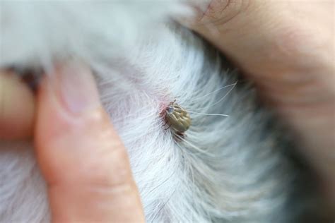 Pet Parasites How To Deal With Ticks On Dogs And Cats