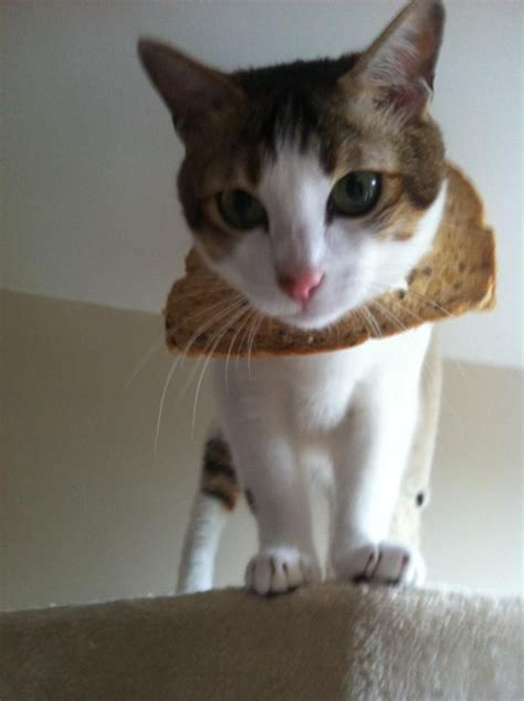 Breaded Cats Cat Breading Breading Cats Cat Bread Cats Animals