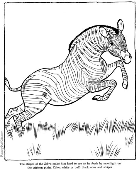 Zoo Animals Coloring Pages Zebra