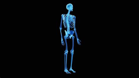 Edical 3d Animation Of The Human Skeleton Stock Footage Video 15076999