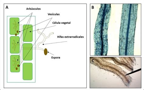 estructuras micorrízicas arbusculares a imagen representativa de las download scientific