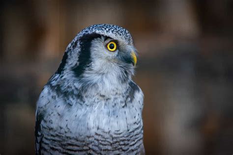 Owls In New York 12 Species Youve Just Got To See