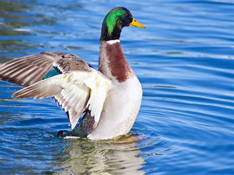 Male Mallard Duck Up In The Water With Its Wings Spread Smithsonian