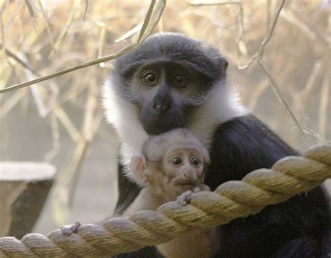 Bouncing Baby Lhoests Monkey Born At Edinburgh Zoo Live Science