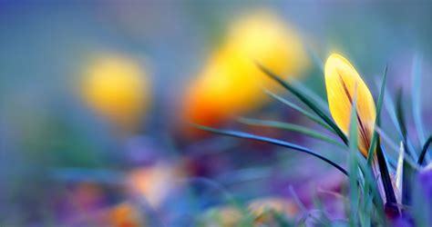Spring Comes Softly By Linda Dobinson At