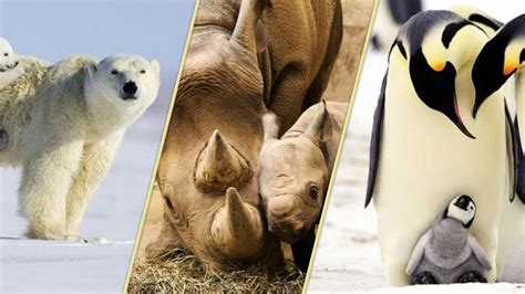 20 Baby Animals And Their Mothers Youtube
