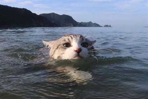 Home Twitter Swimming Cats Adventure Cat Cats