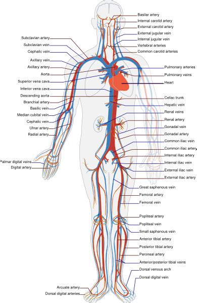 Circulatory System En Clip Art At Vector Clip Art Online
