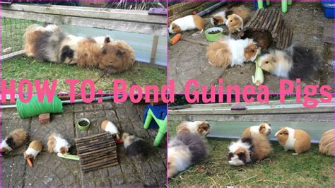 How To Bond Guinea Pigs Successfully Youtube