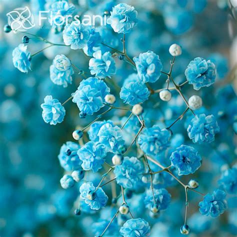 We've gathered more than 5 million images uploaded by our users and sorted them by the most popular ones. Sky Blue Tinted Baby's Breath Flowers | Magnaflor