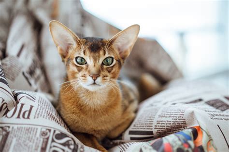 The Ultimate Guide To Caring For Your Abyssinian Cat Tips And Tricks