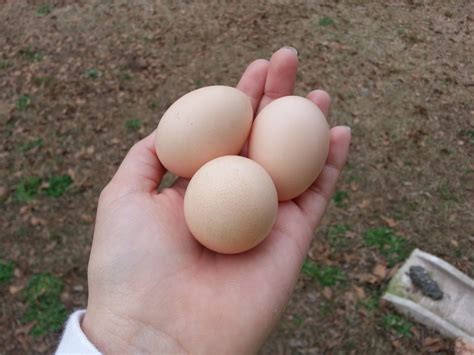 8 to 10 fertilized / fertile silkie hatching eggs bearded buff rust splash blue. Silkie egg vs D'uccle egg