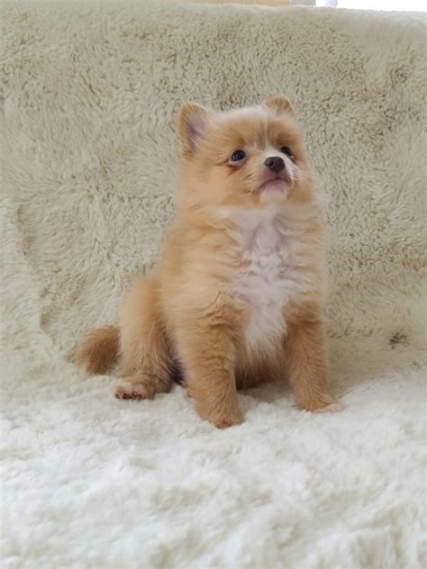 Pomeranian Puppies For Sale Illinois City Il 332818