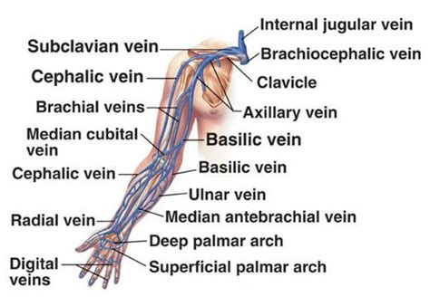 Venous Supply Of Upper Limb Cardiovascular System Medical Knowledge