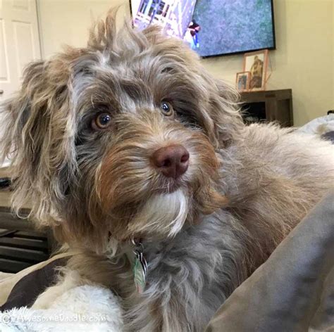 This post may contain affiliate links. AussieDoodle Puppy Quinn - AwesomeDoodle