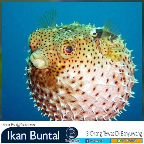 Bayi Yatim Piatu, 3 Orang Tewas Setelah Makan Ikan Buntal