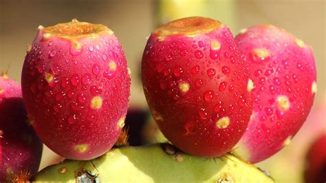 Searches for cactus juice are up 283 percent on pinterest. Picking Prickly Pear: How Nopalea Juice Can Keep You ...