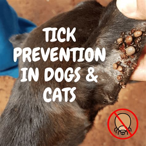 Tick Prevention For Dogs And Cats Amrric