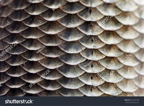 19861 Fish Scale Gold Images Stock Photos And Vectors Shutterstock