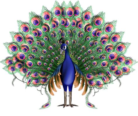 Krishna Animation Peafowl - Peacock PNG png download - 600 ...