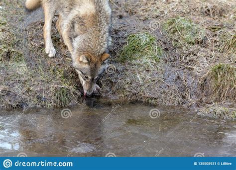 Gray Wolf Canis Lupus Drinking Water From A Frozen Pond In Winter
