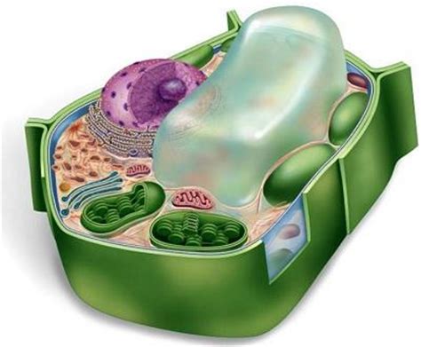 The vacuole is a large vesicle, which can occupy more than half of the total volume (especially in a plant cell). Cells - Honors Biology with Pfoutz at James M. Bennett ...