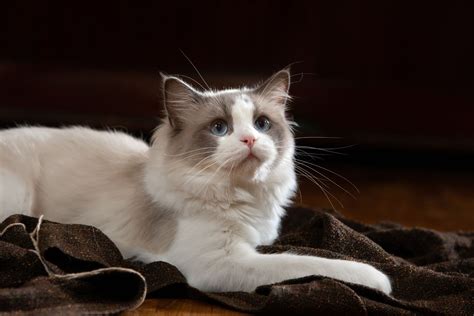 Alle Belangrijke Kenmerken Van De Bicolor Seal Ragdoll