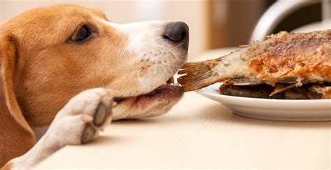Healthy Human Foods That Your Pet Dog Will Love Dogexpress