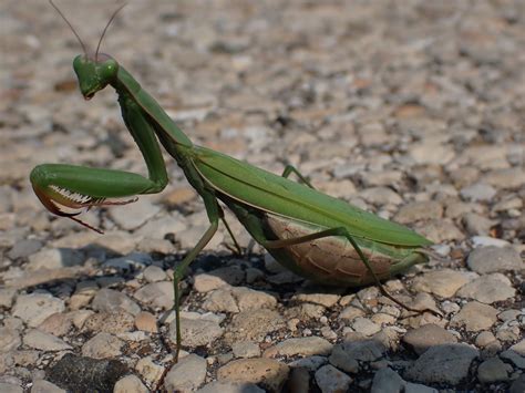 Praying Mantis