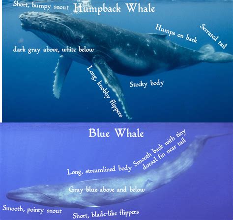 Humpback Whale Vs Blue Whale