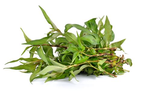 Translate daun kesum in chinese (t). 7 Tumbuhan Herba Paling Penting Dalam Masakan & Wajib ...