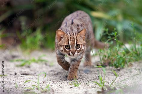 Rusty Spotted Cat Stalking Her Prey In Ceylon Nature With One Front Paw