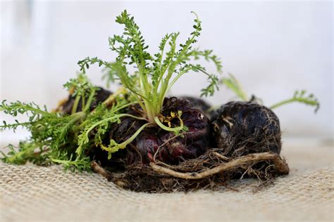 Maca Pflanzen Wirkung Verwendung Plantura
