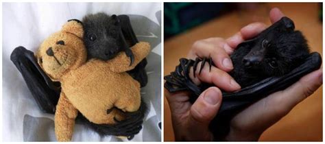 I would let it fly around by using a bird harness. Here is another pet I want; a black bat. I would have a ...