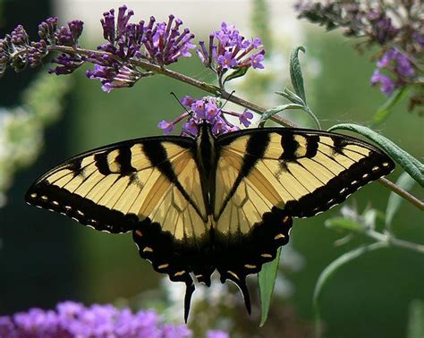 15 Common Butterflies Of Pennsylvania For National Learn About