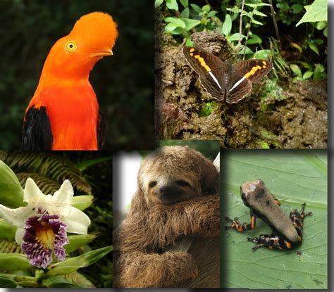 Especies Emblemáticas Biodiversidad De NariÑo
