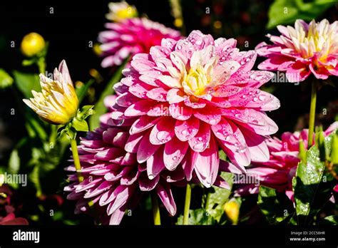 Pink Dahlia Flowers With Raindrops Growing In The Garden Stock Photo Alamy