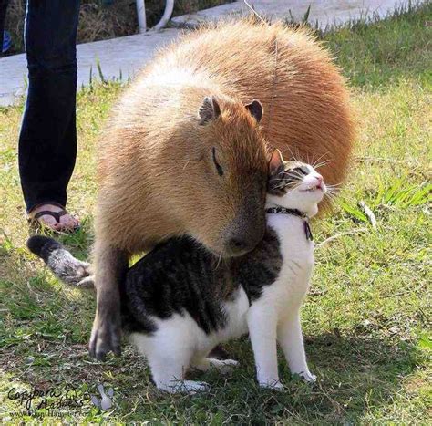 A Capybara And His Friend Animals Friendship Unlikely Animal