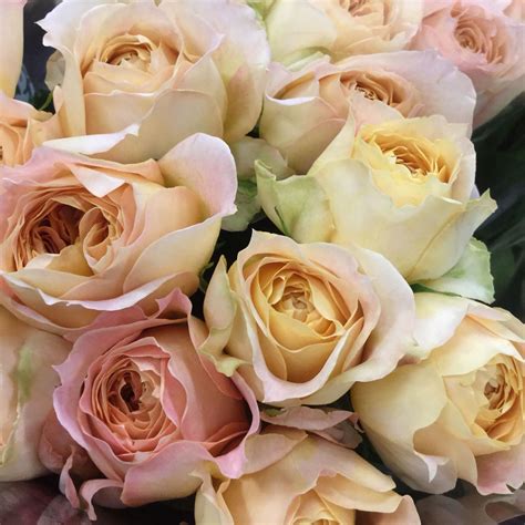 Hours may change under current circumstances "Carmel Antike " | Rose garden, Flower farm, Wedding flowers
