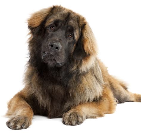 Leonberger Dog Breed Information Purina