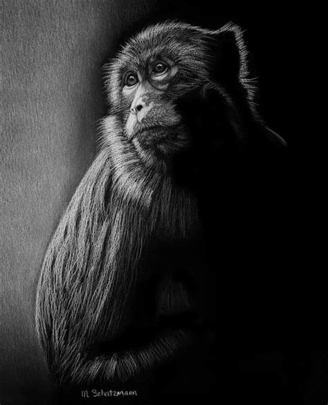 20,980 black and white drawing stock vector art and graphics. Macaque Monkey - White Pencil on Black Paper