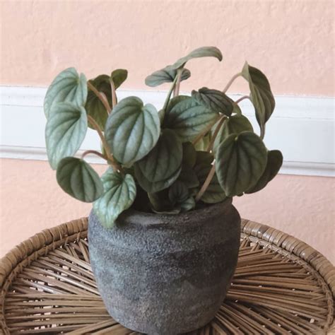 If you know about american history, you will immediately avas flowers' delivery services also extend to hotels in morristown. Morristown Florist | Flower Delivery by Colly Flowers